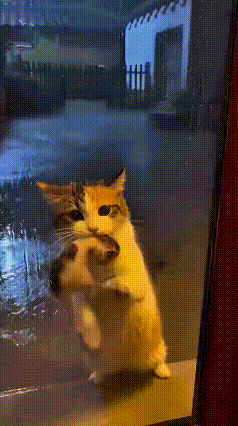 哎呀，这个视频感动了我。你瞅瞅，外头下着瓢泼大雨，流浪猫妈妈叼着小猫来敲门求救