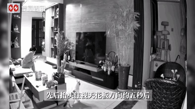 “万物皆有灵！”近日，山东，一女子坐在沙发上玩手机时，家里养的几只猫突然反常的看
