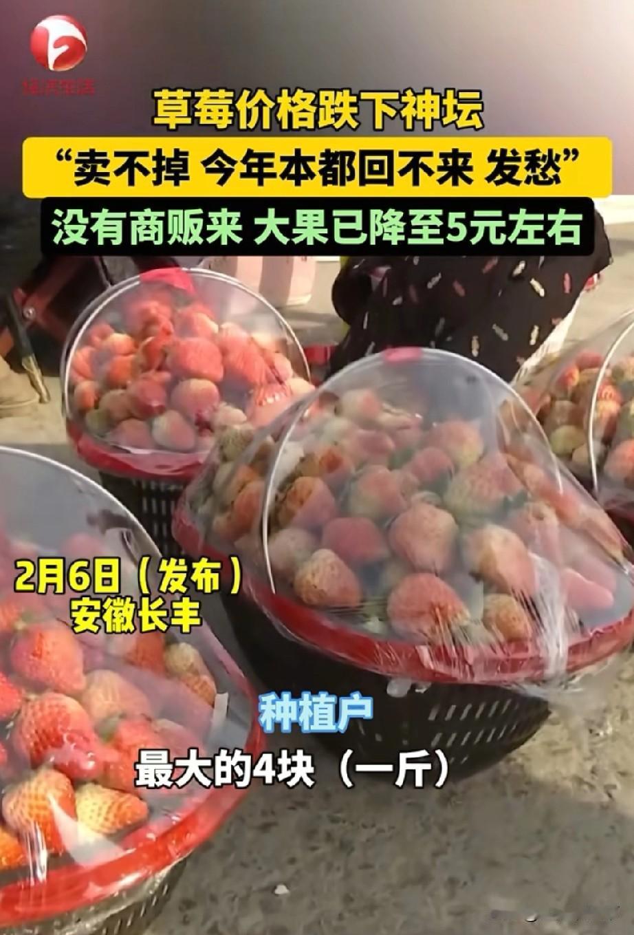 安徽长丰草莓今年价格很便宜，又一个走进平民家庭的水果品种最近几天，水果火了，主