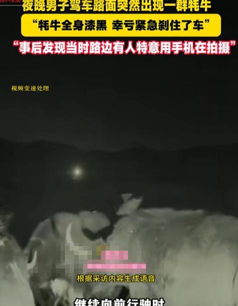 “细思极恐！”10月12日，四川，一男子深夜驾车遇到一群黑牦牛拦路，他紧急刹车才