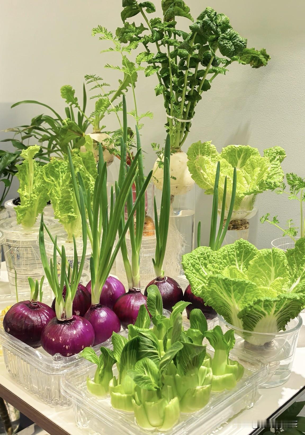 水培蔬菜就是这么香！我终于做到了。