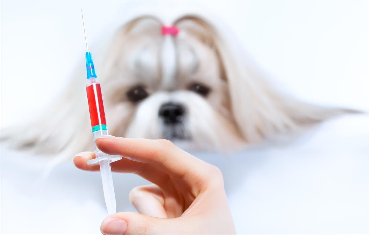 这个世上最让人后悔的事情就是被狗咬了没打狂犬疫苗，死亡率太高看到一则新闻，湖南