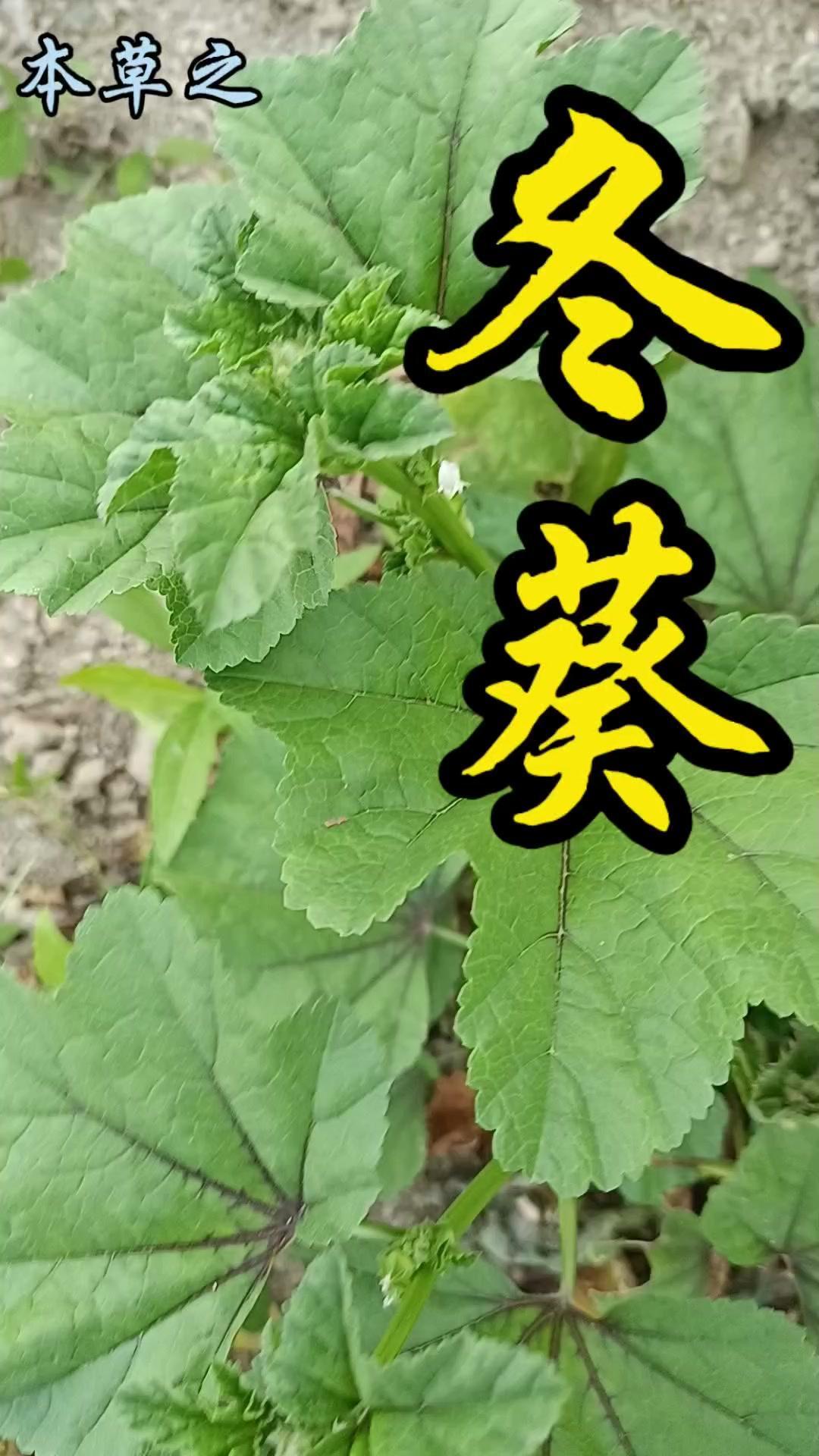 🎣被遗忘的“百菜之主”冬葵有多绝？曾经的百菜之主冬葵，如今鲜少人知。李时珍在《