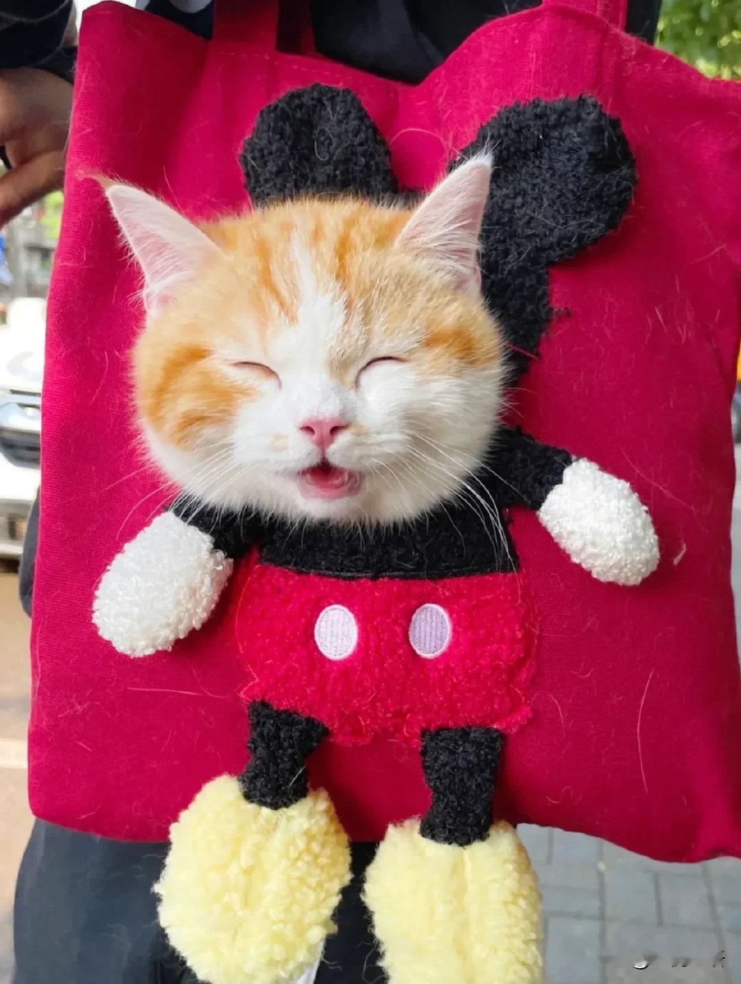 出门在路上看到的，这竟然是真猫诶！还笑了，真的太可爱了这个挂件我给100分！现在
