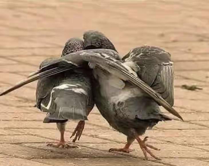 不会说话的动物，和会说人话的动物其实是一样的动物，不要小看动物哥俩好呀！