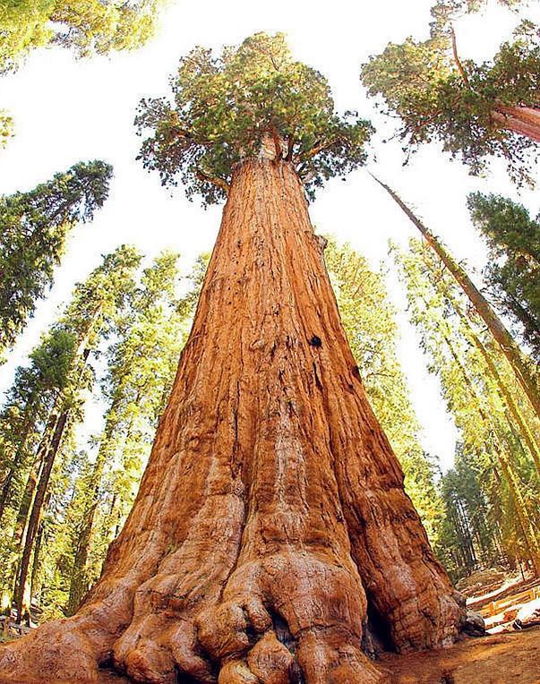 最粗的树_世界最高 最粗 最大 最稀有 最古老的那些树,中国榜上有名