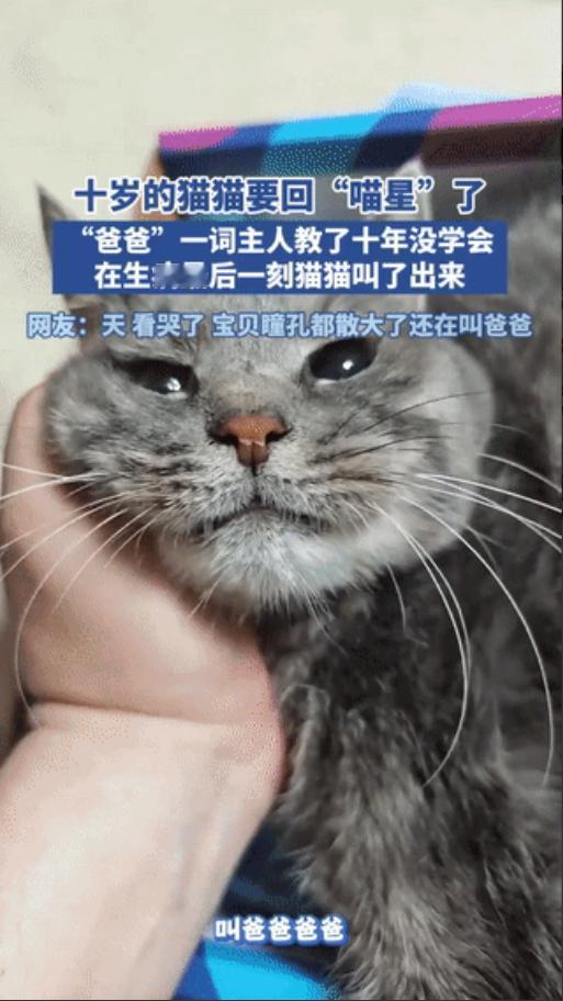 “心都要碎了！”北京，一博主养了10年的猫要准备去“喵星”了，看着自己的猫猫，心