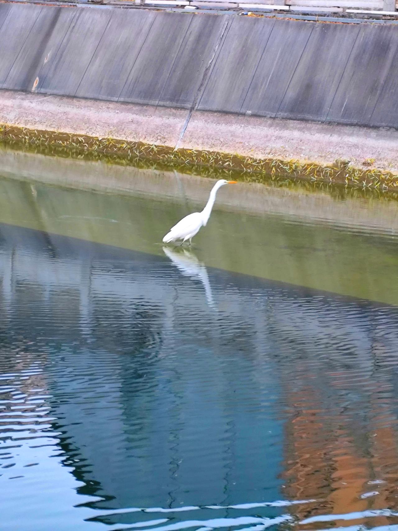 现在还有人说西安冬环境不好吗？看看这大冬天的，护城河的水面上有水鸟自由飞翔，河水