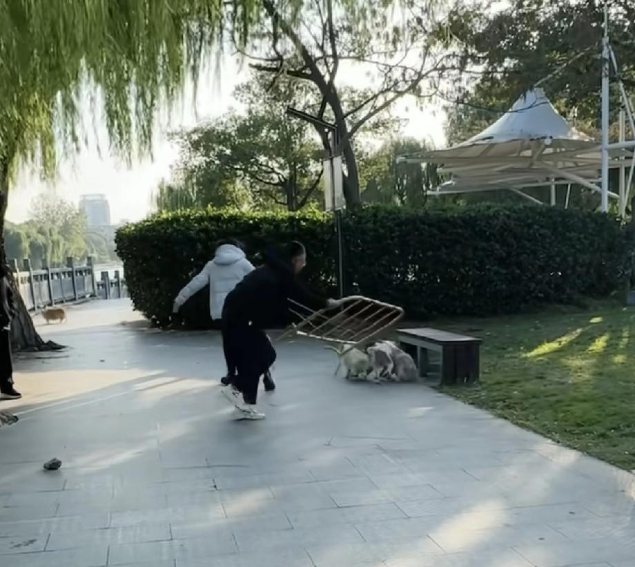 这三条狗都纤绳呢！这在养狗的人群里，都算挺讲究的养狗人了！为啥这男的还要拿护栏