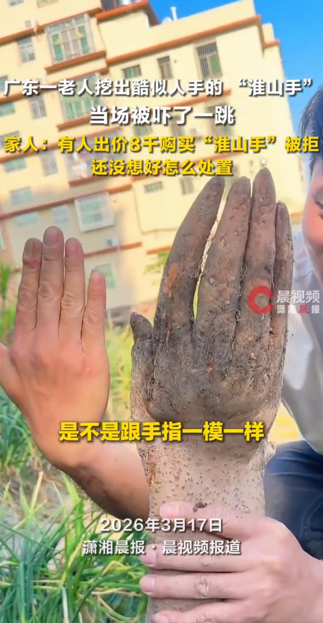 活久见！广东揭阳，老人下地挖山药，挖着挖着突然尖叫一声，家人被吓了一跳，围过来看