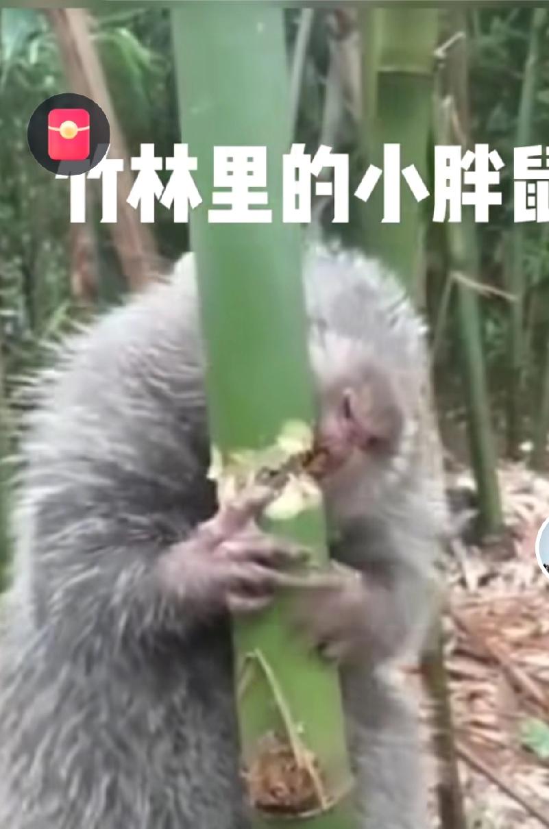 四川有位90后小伙子，辞了城里的工作回村养竹鼠，三年时间就挣到了百万！