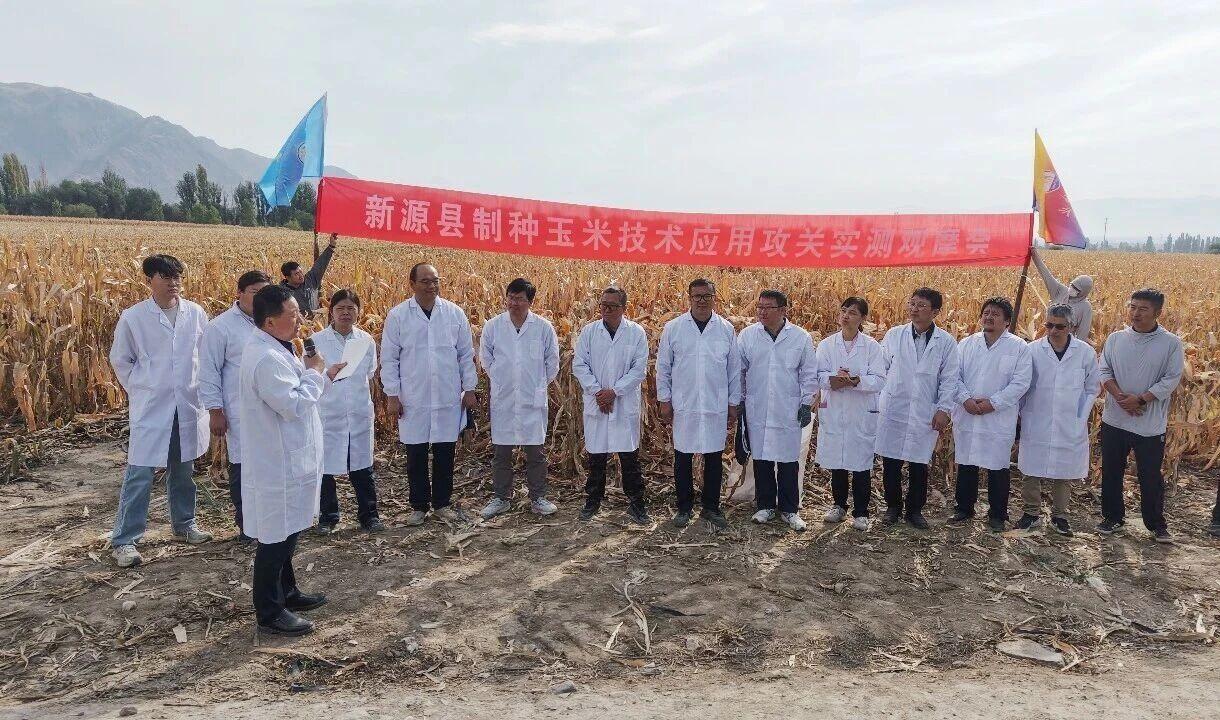 玉米亩产3600斤，敢信吗？秋粮丰收季，新疆传来重磅喜讯，一块百亩玉米攻关