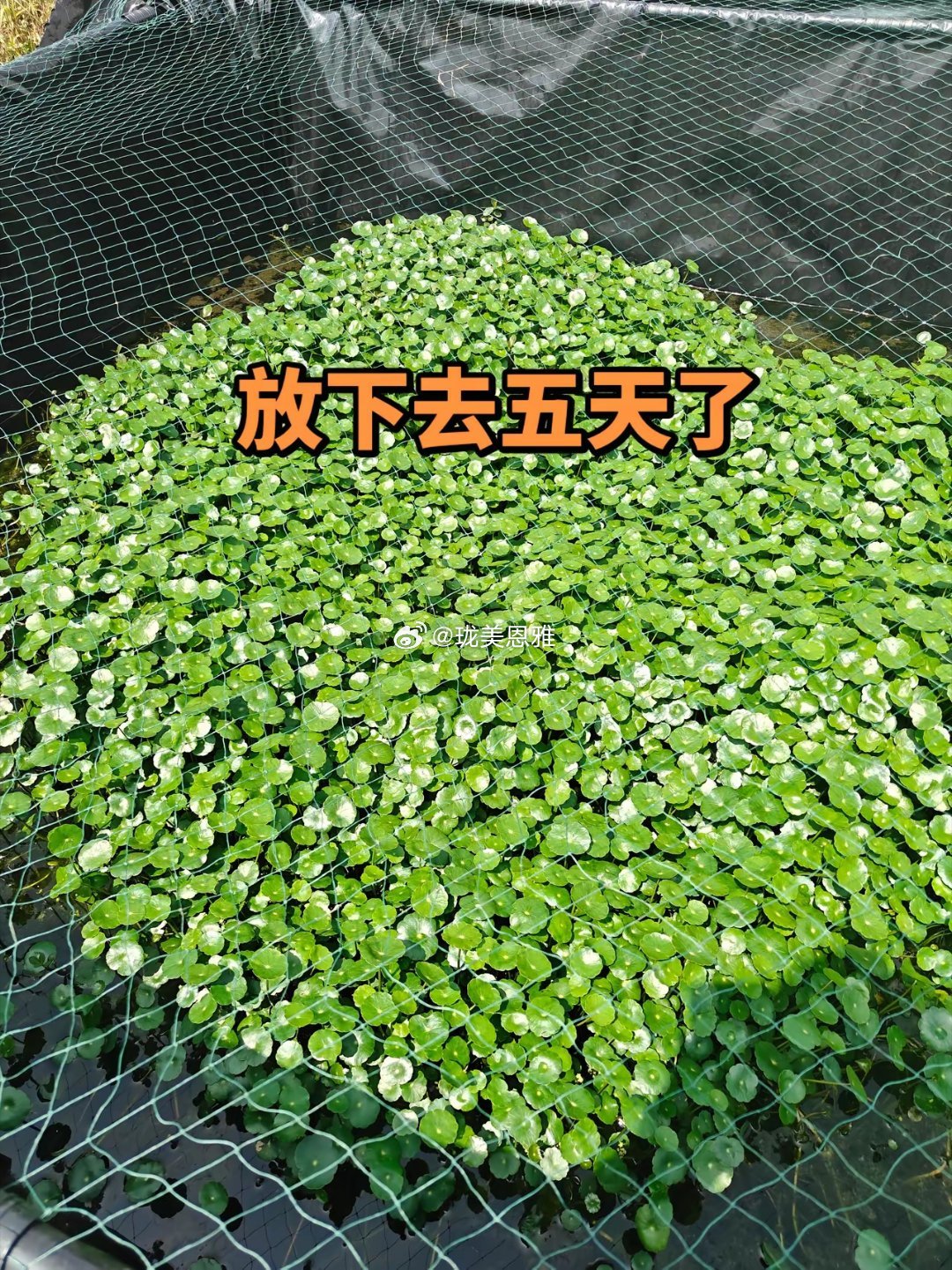 黄鳝养殖终于找到技巧了，放苗5天无伤亡，皇天不负有心人