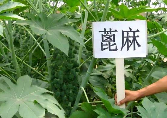 1970年，我国种植了600万亩蓖麻，蓖麻毒性是砒霜的1.4倍，为什么还要种？