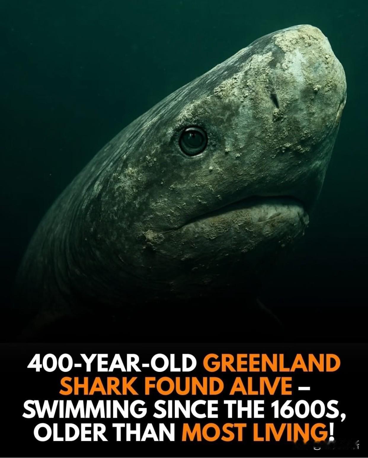 400岁格陵兰鲨被发现仍然活着从1620年活到现在北大西洋深海里藏着位“活化