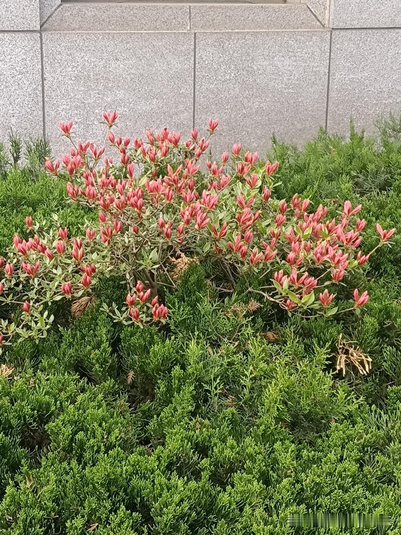 十二生肖在农历这几个月出生，命最好：1,牛：生2,6月最好命。2，马：生3