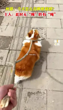 柯基：今天怎么有种推背感？主人：此时无“绳”胜有“绳”！​​​