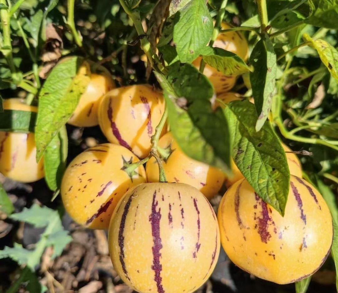 人参果是凉性的，不上火，平时口干、容易燥热的人吃着很合适。