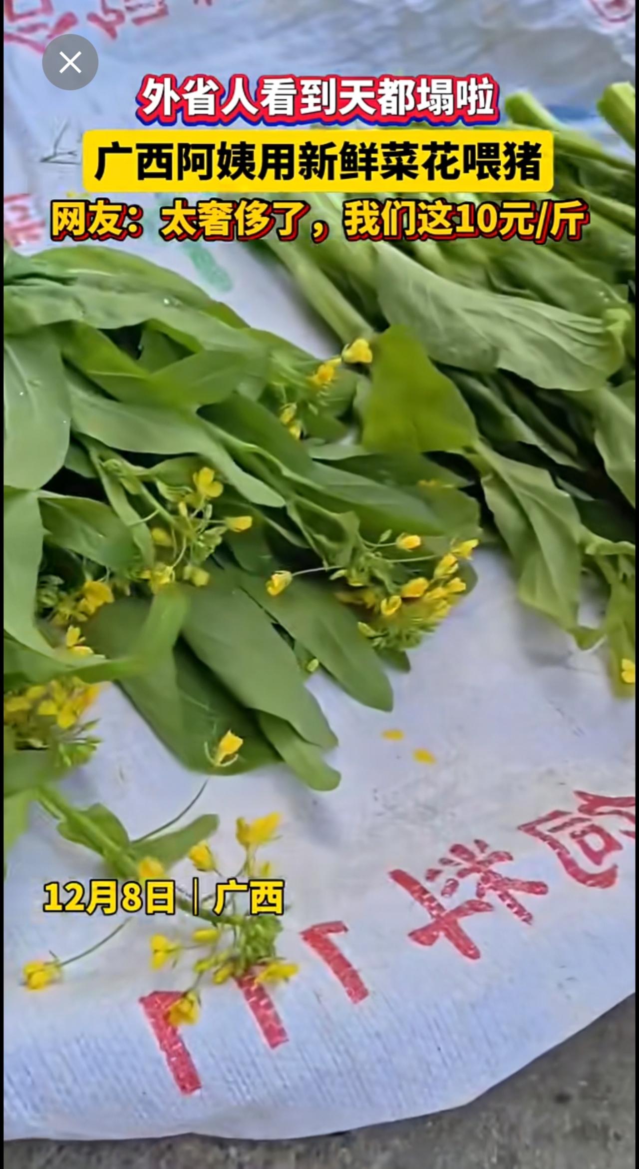 外省人看到天都塌啦！广西阿姨用新鲜菜花喂猪！网友：太奢侈了，我们这10元/斤