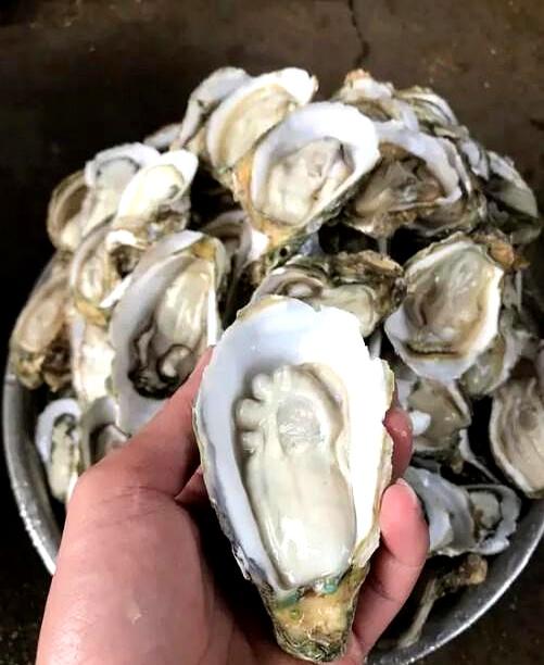 连续6年每天狂撬300斤生蚝，结果硬生生在普通大排档的“下酒菜”里撬出了一颗天然