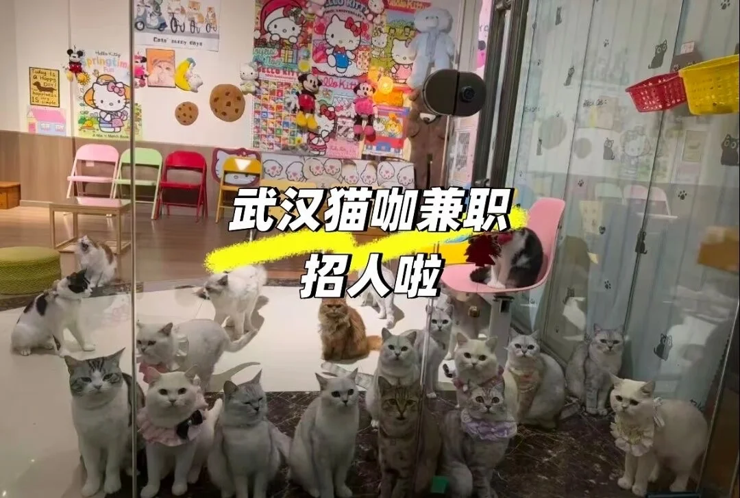 武汉猫咖兼职220一天 内容:接待顾客，打扫卫生，为小猫咪服务，(可与...