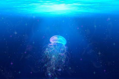它的身体里95%都是水分, 一旦离开水, 很快就会死掉