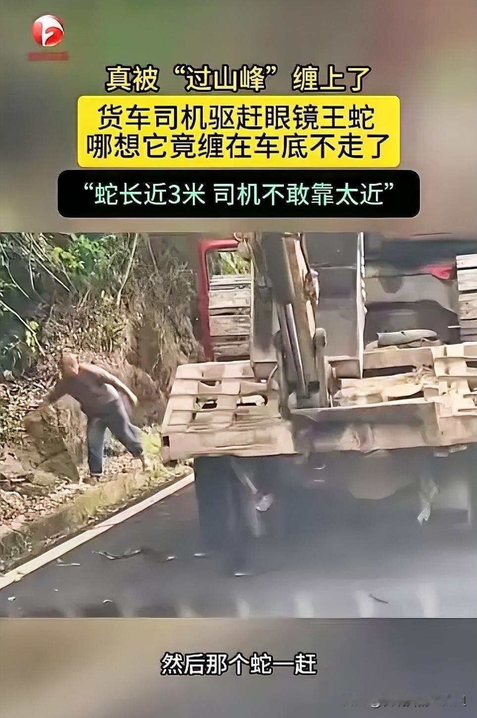 太吓人了!”近日,广东韶关,一货车司机行驶在山路中时,不小心压到了一条3米长的“
