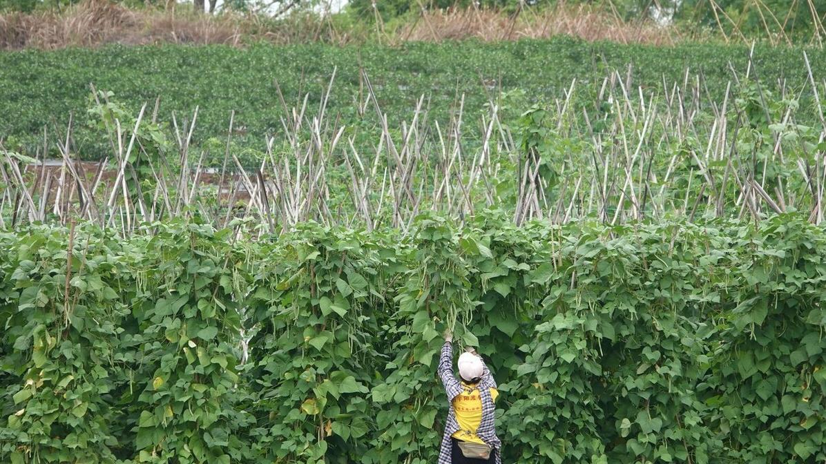 豆角种植六个实用方法, 让你年年高产