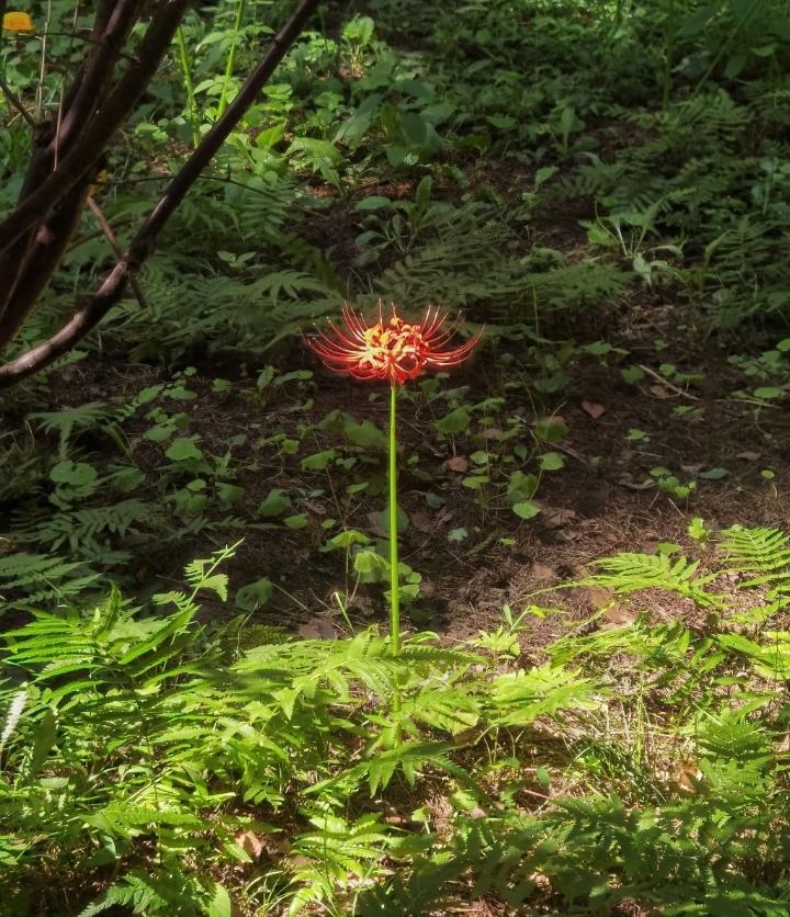 下午回家，车还没入库，楼下邻居就站在旁边，告诉我他女儿三月初十要举办婚礼，请我们