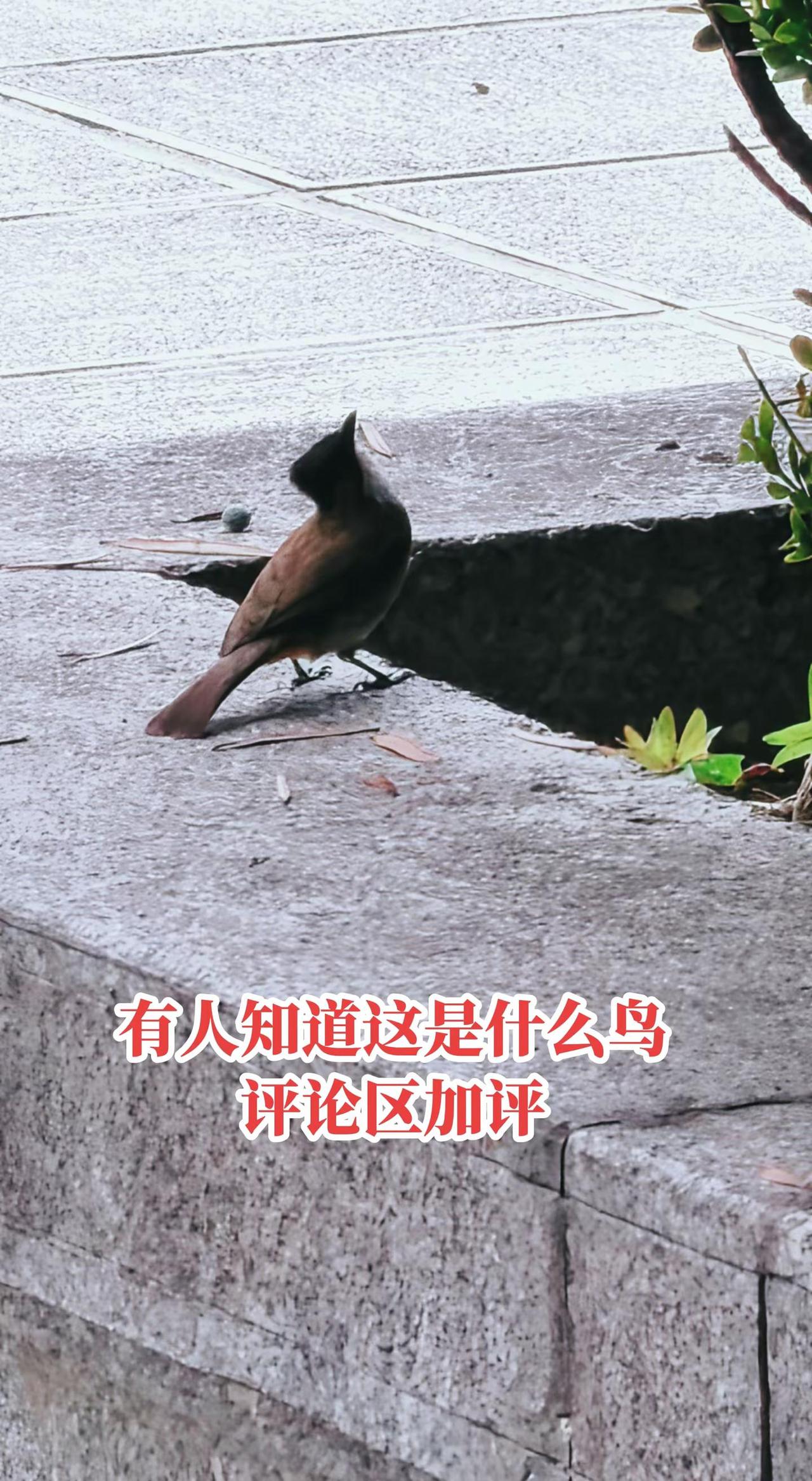 谁能叫出它的名字？