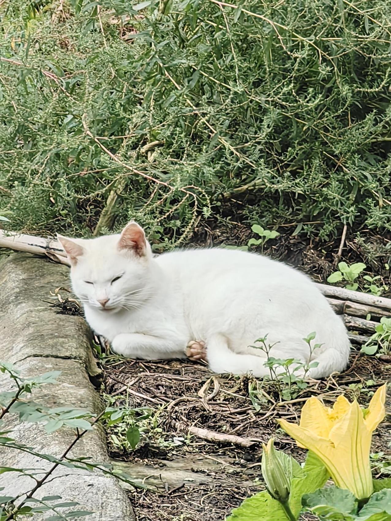 今天挺难受的。农村家里的猫原来五六只，现在只剩下图这一只白猫了。听说它们的白猫