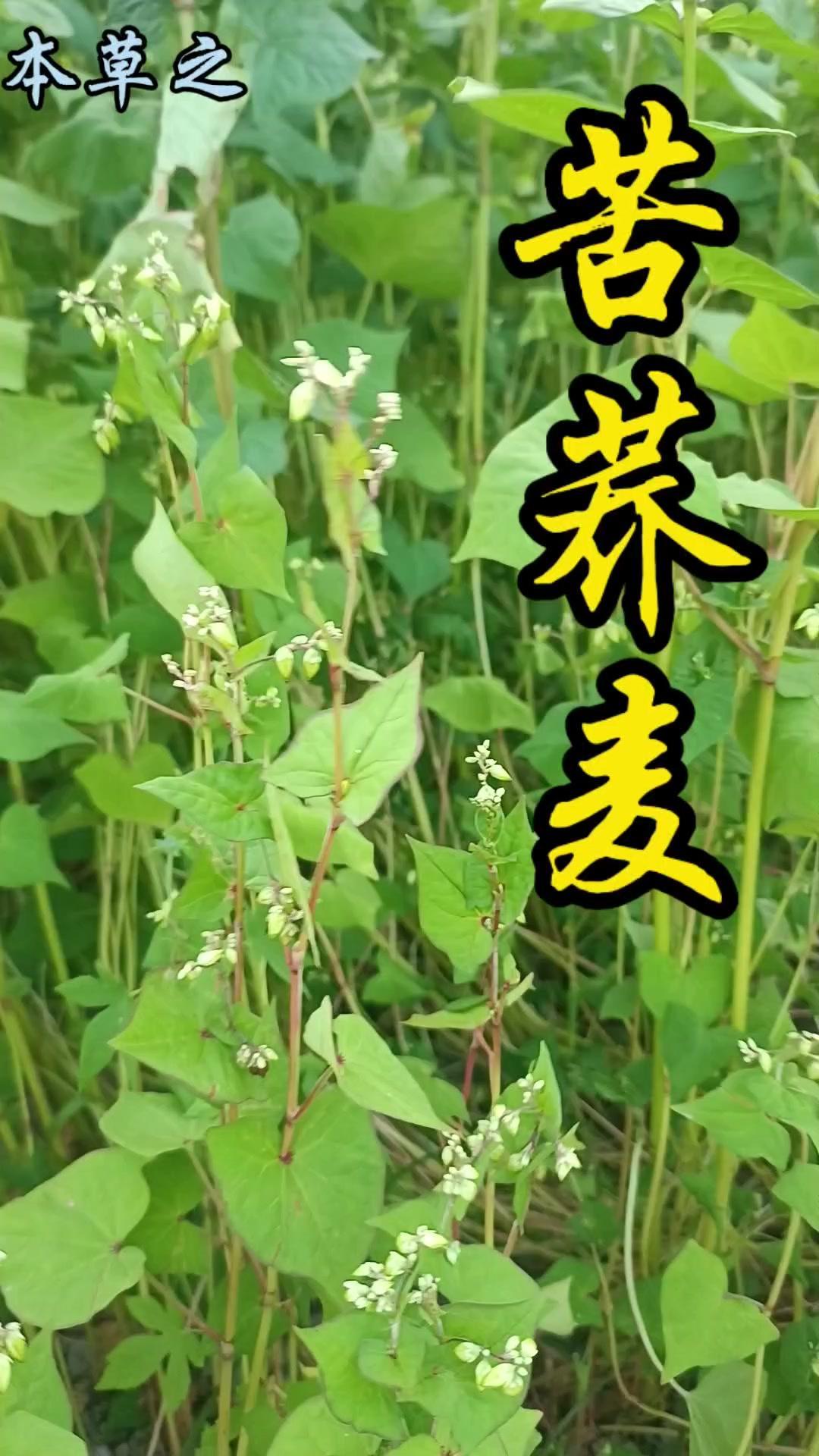 苦荞麦是蓼科荞麦属一年生草本，也叫野荞麦或天荞麦。叶片宽三角形或心形，边缘光滑，