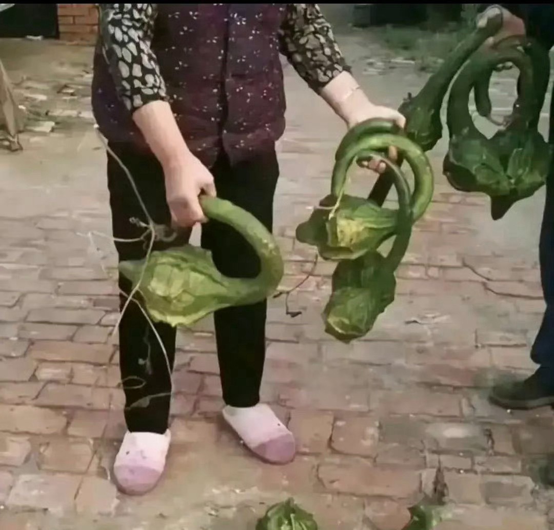 回农村，大伯娘送了点菜，说是自己家种的，长的这么特别，也不知道是什么菜，不知道怎