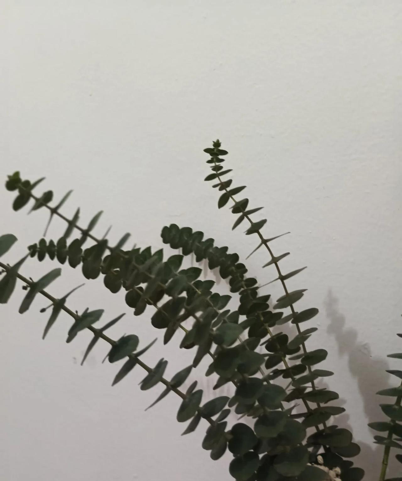 内心较强的三大生肖说到内心强大的生肖，我觉得属鼠的人算一个。他们聪明伶俐，就像