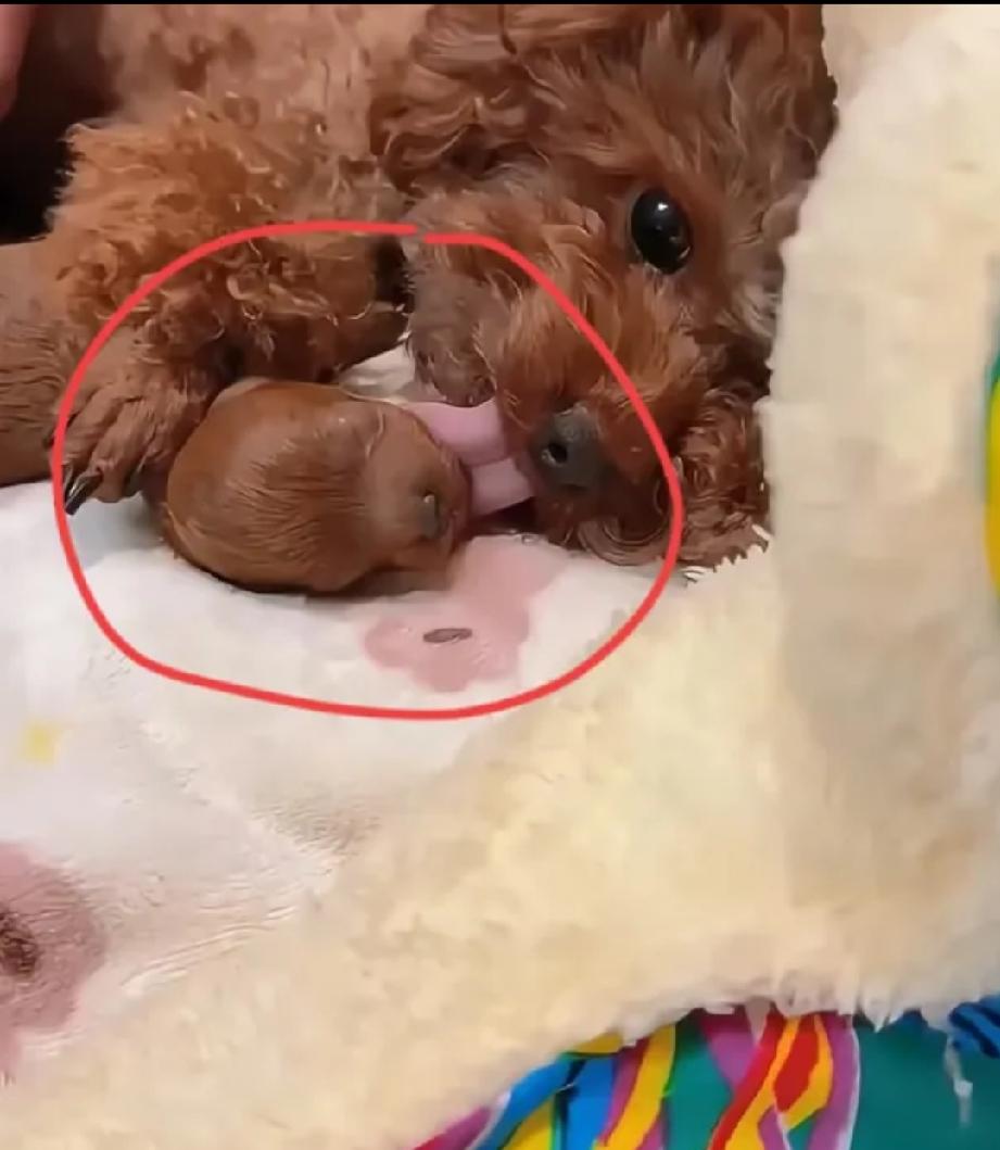 咱养过小狗的街坊都知道，狗狗生崽从来都是一窝好几个，挤挤挨挨一大堆，热热闹闹的。