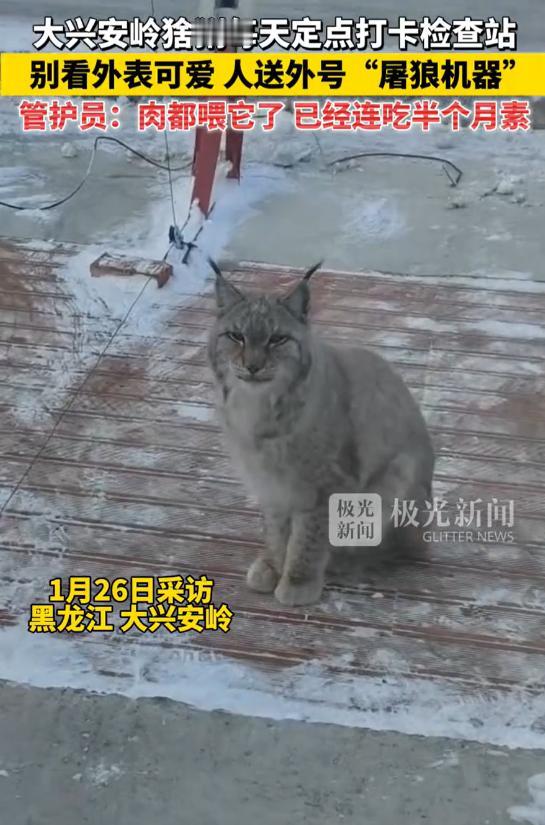笑不活了！黑龙江大兴安岭，一只猞猁经过检查站时，工作人员看它可怜，就投喂了一块生