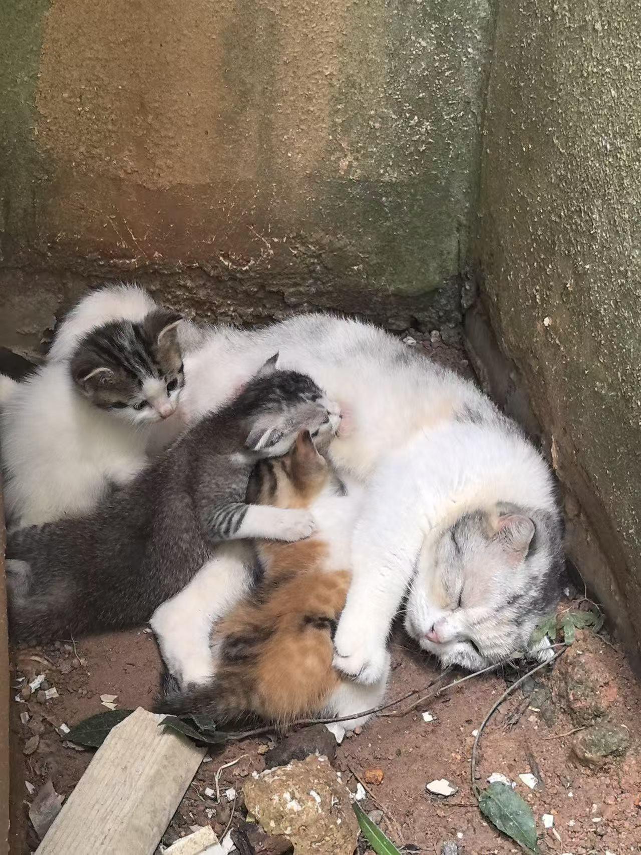 珠海，救助的流浪猫寻找爱心领养免费领养：猫妈妈和3只小猫仔，猫妈妈是被人遗弃