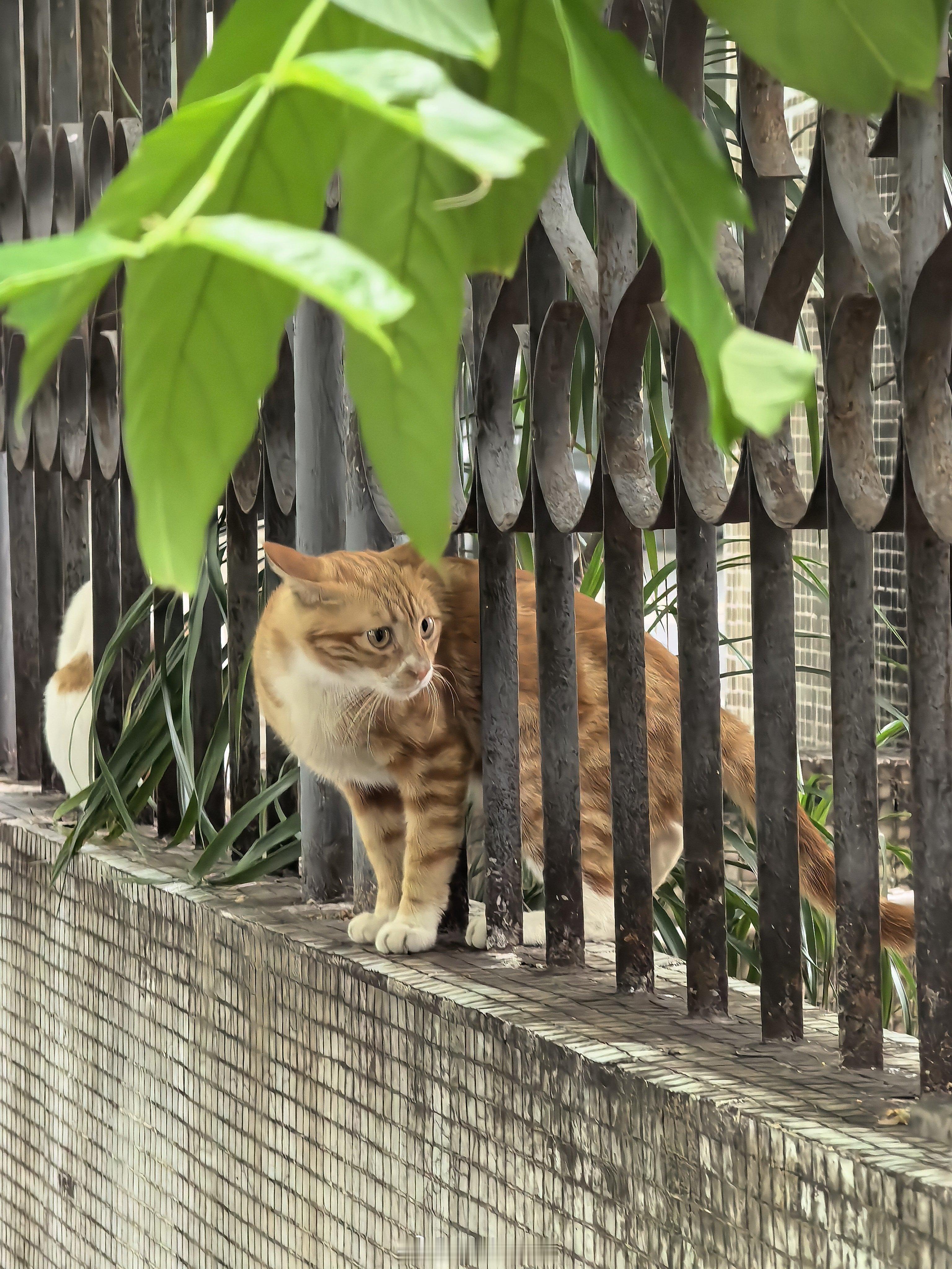 路上好多好多好多猫猫。