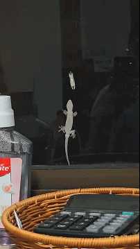 好消息：发现猎物了坏消息：手出汗没站稳​​​