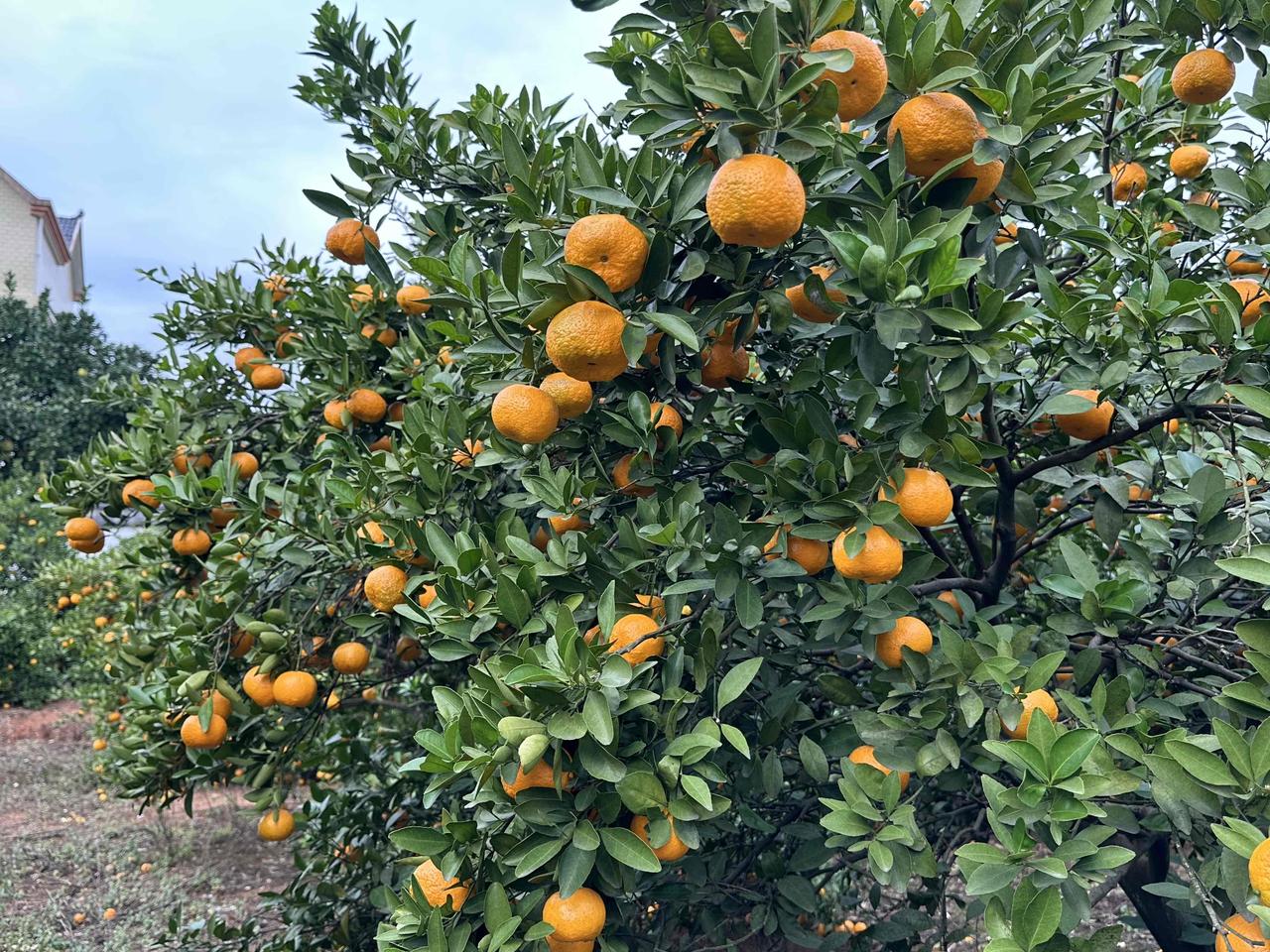 我又来了，迎风骑行8公里将近半个小时。万万没有想到：立冬都过了好几天了，这里