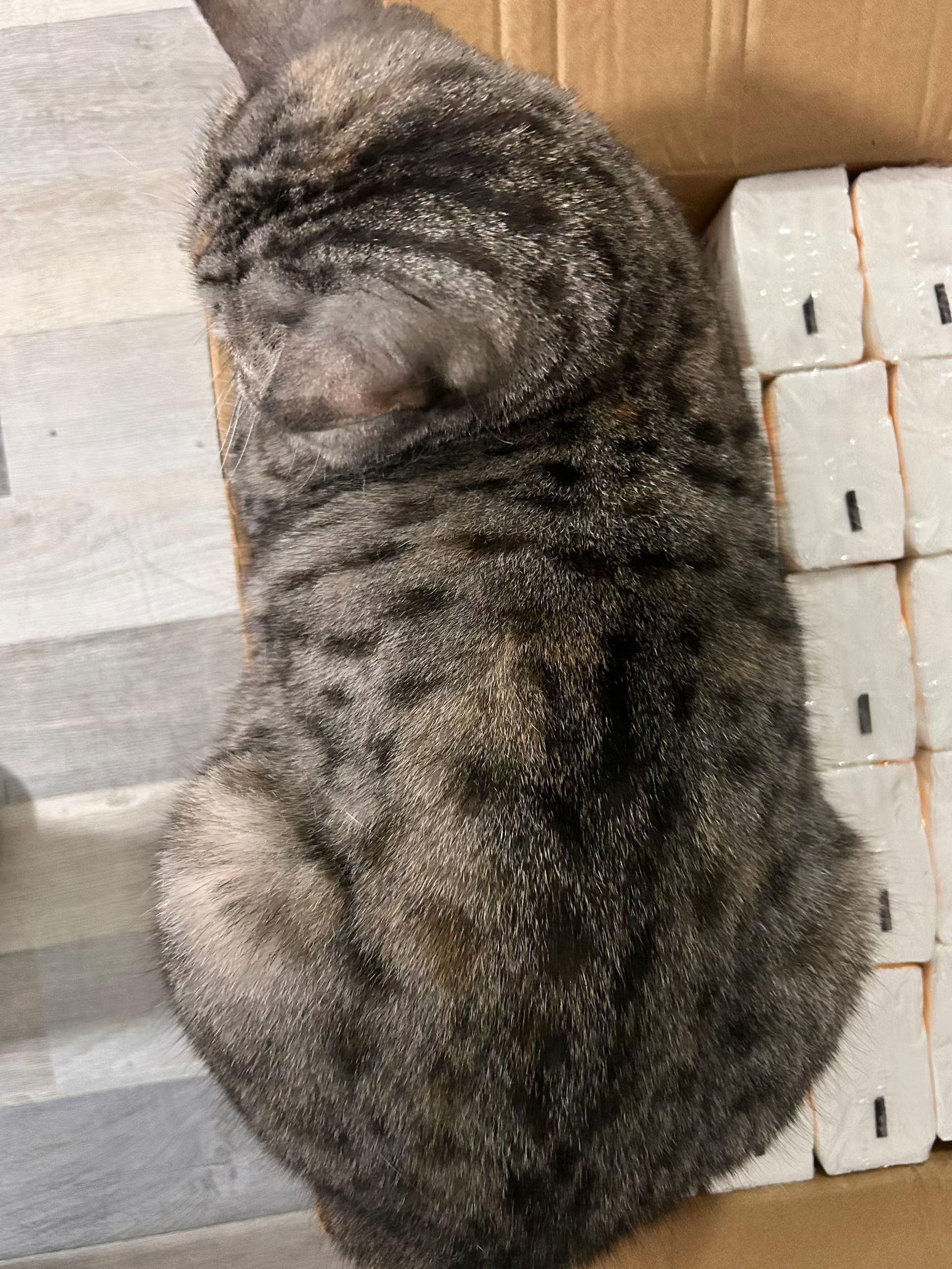 又见到邻居家的胖猫猫了，肉肉的，好可爱呀​​​