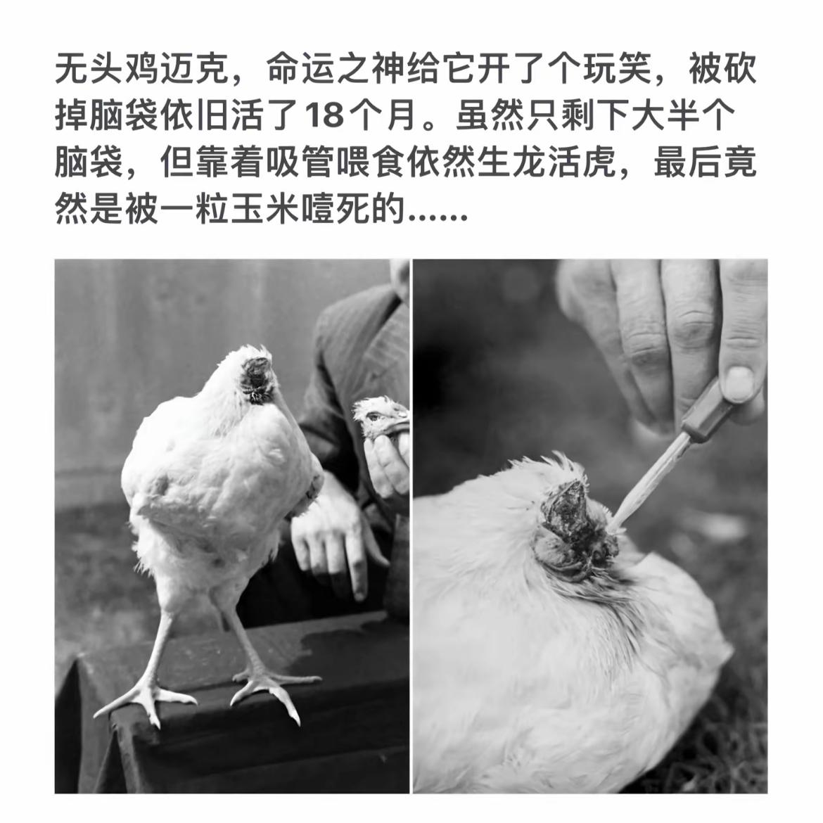 无头鸡迈克：18个月顽强生存，最终被玉米噎死