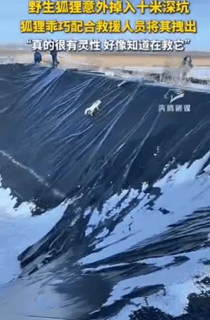 内蒙古一只野生狐狸意外掉入10米深坑，四周光滑难以攀爬。救援人员无法下坑，放下长