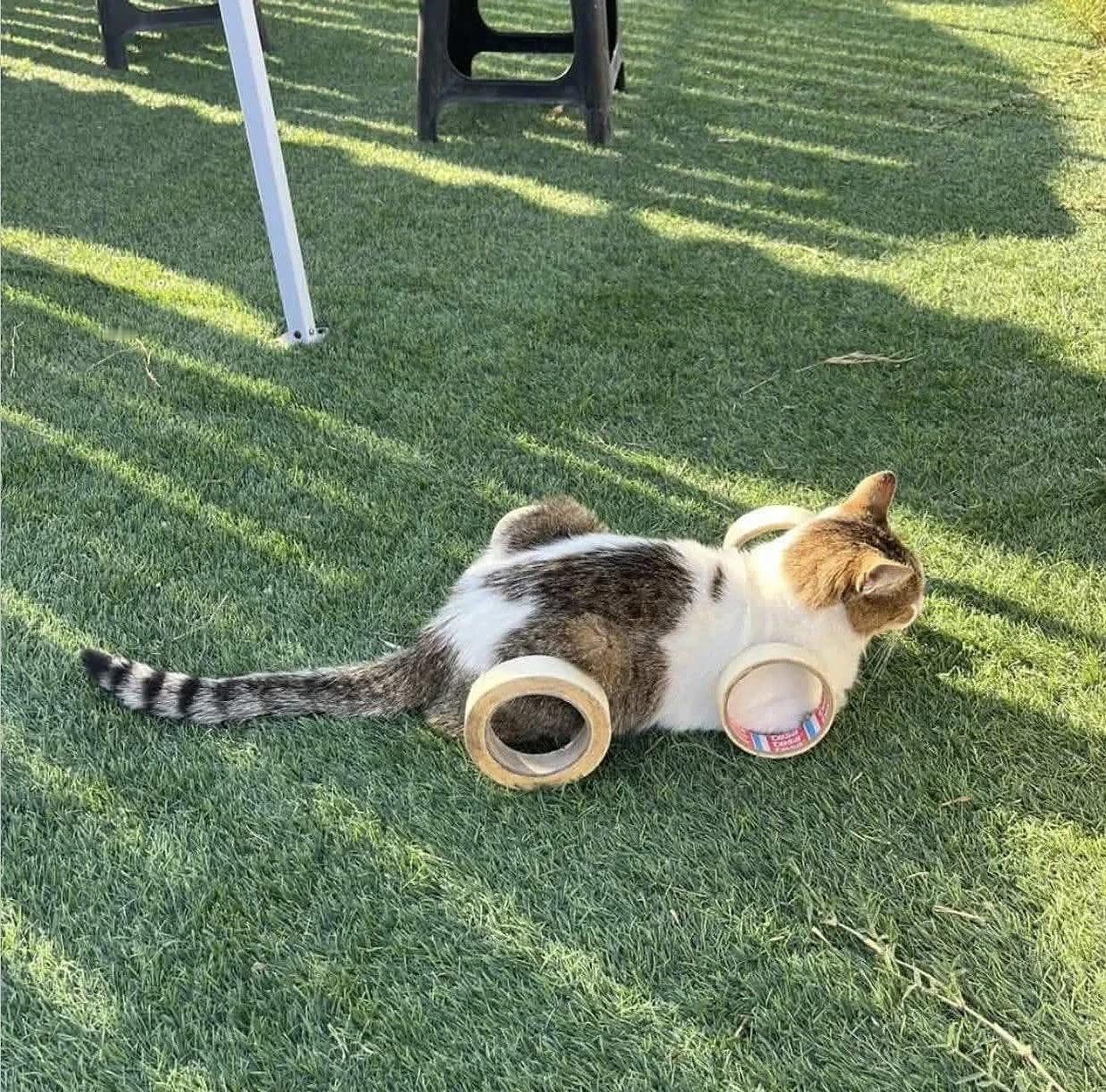 低趴猫猫车～​​​