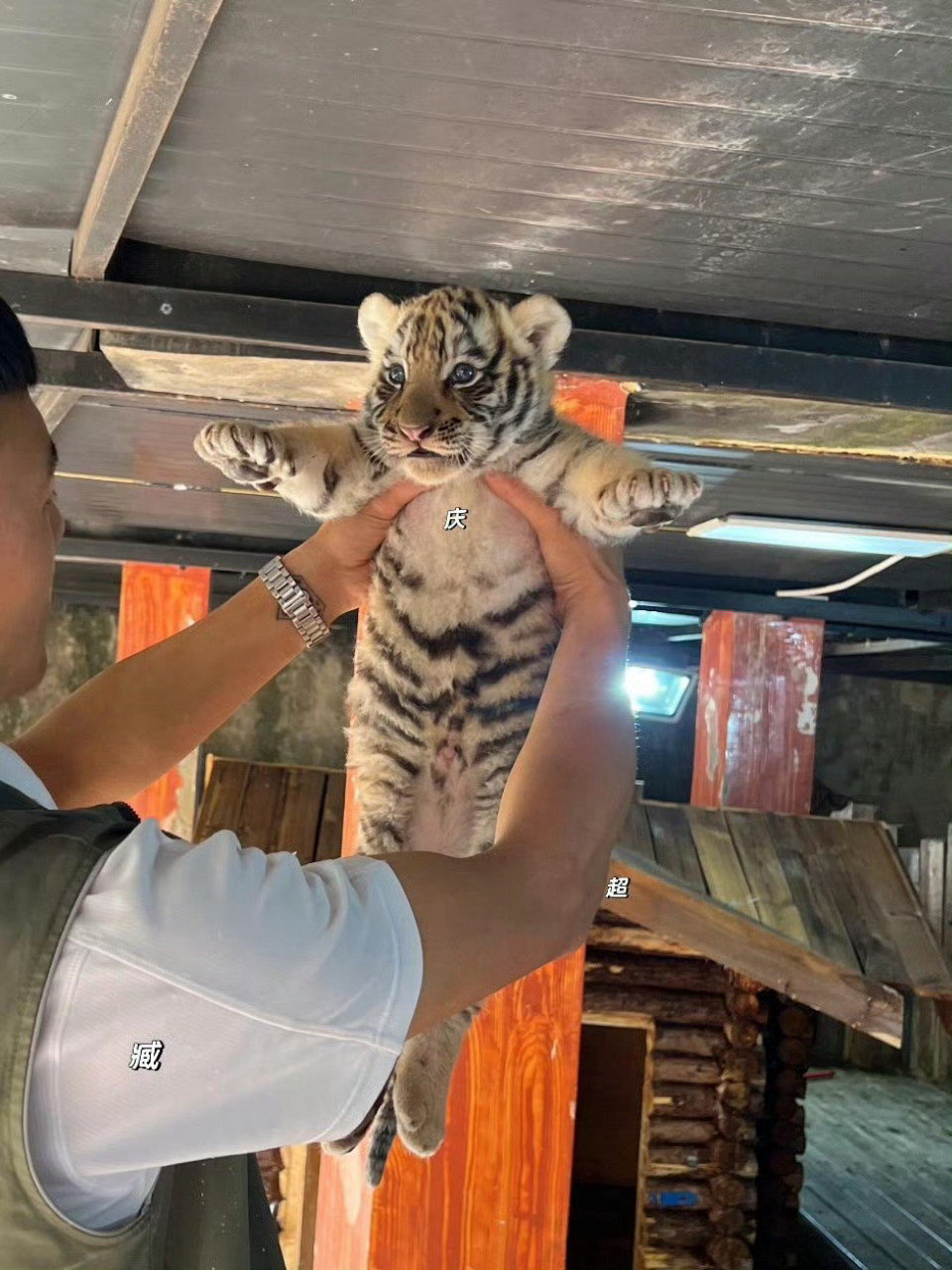 小猫和小老虎本质上没有任何区别，抱起来都是一样滴​​​​