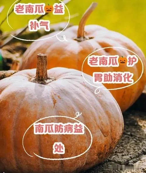 你相信吗？南瓜，被人称为“保命瓜”。明朝时期，老祖宗在海外为咱精挑细选，历尽艰辛