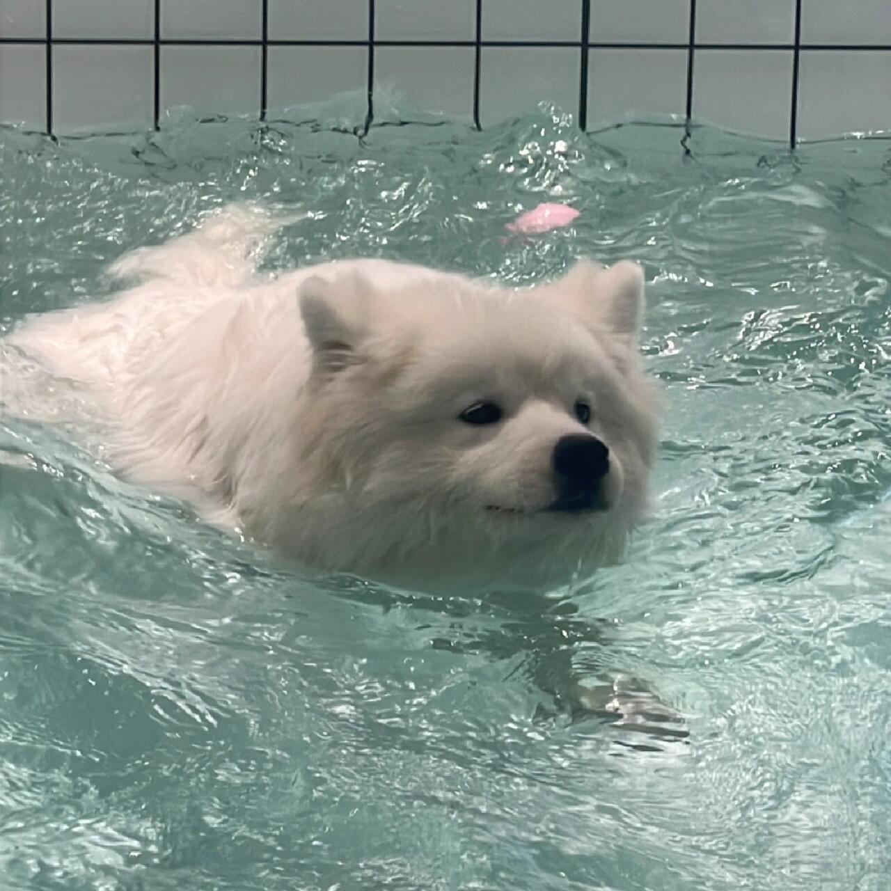 “萨摩耶的骨相真的一般，全靠发型撑着”​​​