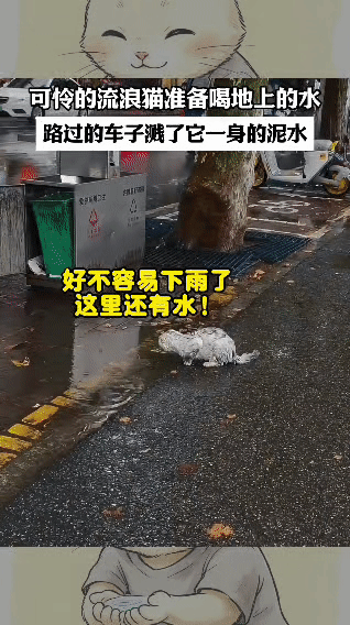 下雨天，一只流浪猫在路边的水洼旁，正准备喝一点地上的水——它大概已经渴了很久。