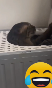 一心与塑料盖斗狠的犟种小猫咪~