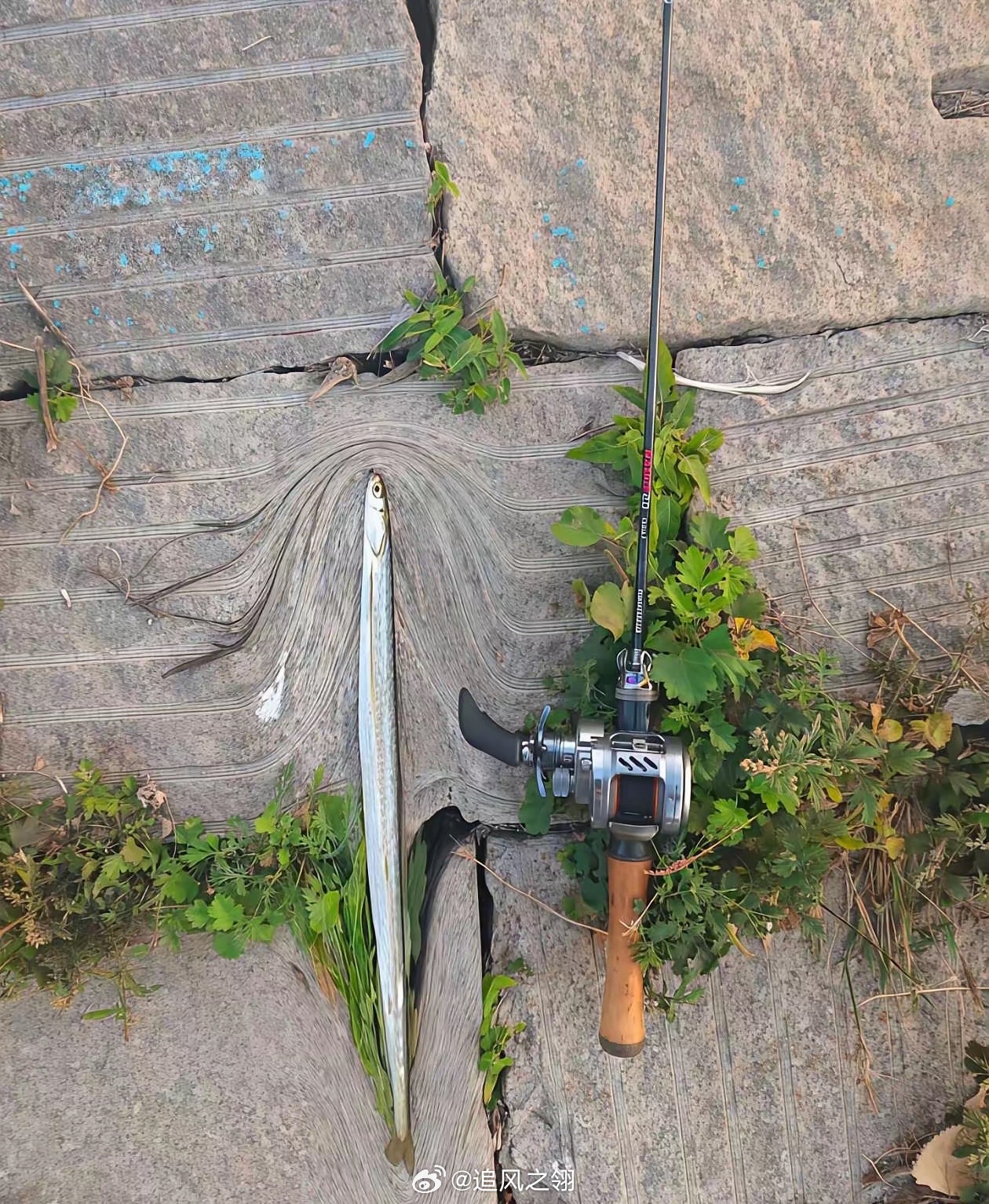 🎣钓鱼佬今天的收获​​​